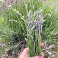 Chat with an Herbalist
